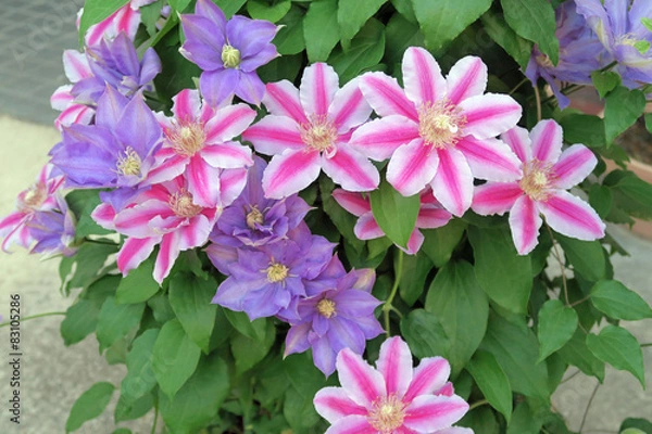 Obraz クレマチス