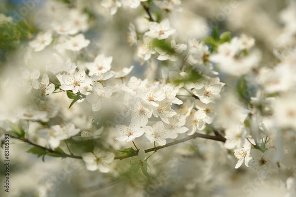 Fototapeta Цветущая вишня