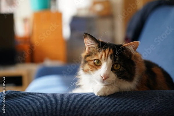 Obraz 長毛の三毛猫