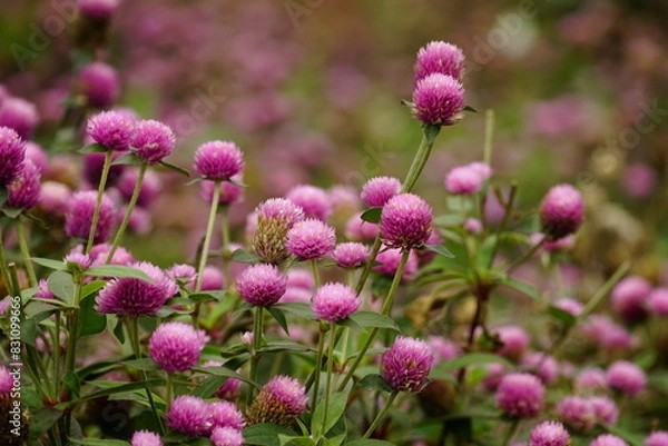 Obraz Pink Gomphrena globosa flowers bloom
