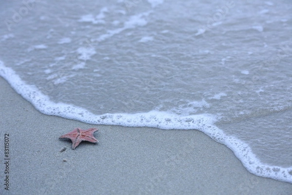 Obraz 불가사리,바다,sea,파도