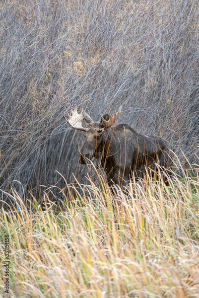 Fototapeta Bull moose in the reeds and grass in the Paradise Valley in Montana on a fall morning - near Emigrant and Livingston, MT