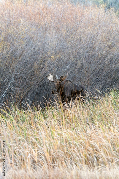 Fototapeta Bull moose in the reeds and grass in the Paradise Valley in Montana on a fall morning - near Emigrant and Livingston, MT