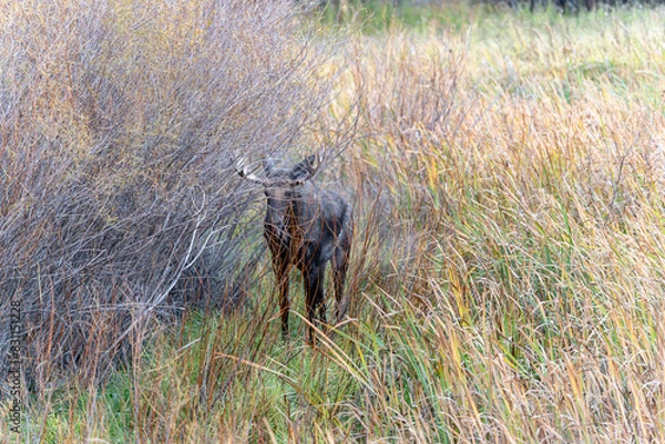 Fototapeta Bull moose in the reeds and grass in the Paradise Valley in Montana on a fall morning - near Emigrant and Livingston, MT