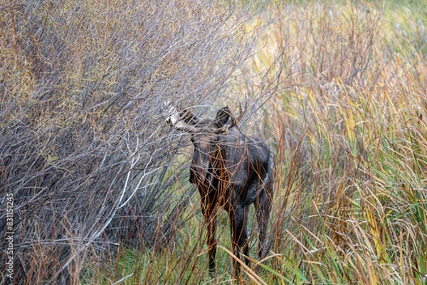 Fototapeta Bull moose in the reeds and grass in the Paradise Valley in Montana on a fall morning - near Emigrant and Livingston, MT