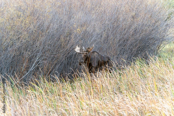 Fototapeta Bull moose in the reeds and grass in the Paradise Valley in Montana on a fall morning - near Emigrant and Livingston, MT