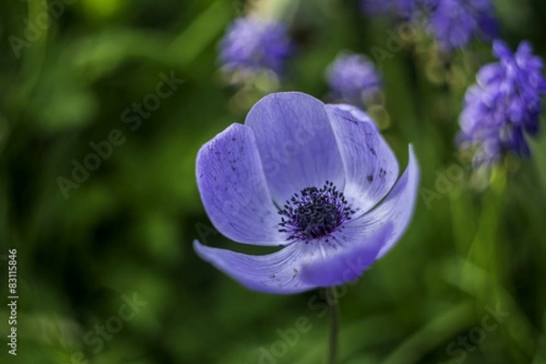 Obraz Nice blue flower in grass