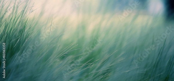Obraz Wild grasses in a forest. Abstract nature background