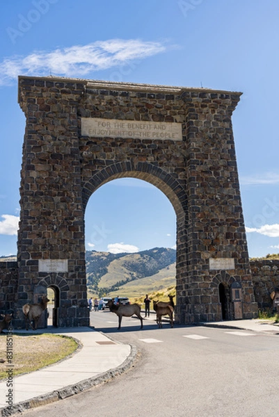 Fototapeta Bull elk with his herd of cows and calves at the Roosevelt Arch by Gardiner, MT and Mammoth Hot Springs in Yellowstone National Park on a fall afternoon/evening. A house sits in the background.