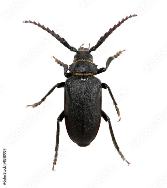 Fototapeta black beetle