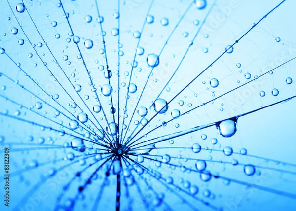 Fototapeta  dandelion seeds