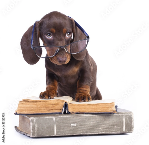 Fototapeta purebred dachshund in glasses and book