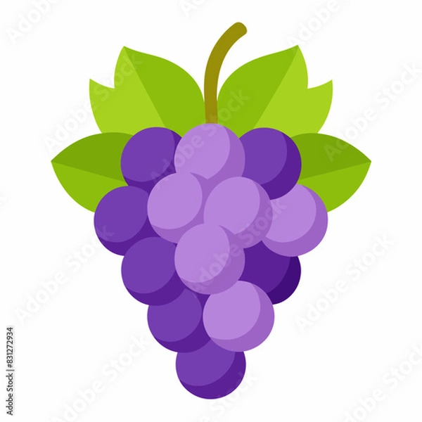 Fototapeta vector illustration of grape