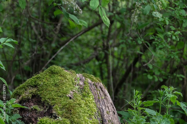 Obraz Bemooster Stein