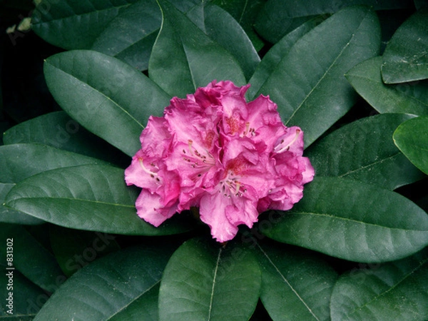 Obraz rhododendron