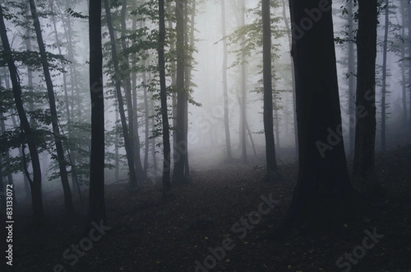Fototapeta forest night scene