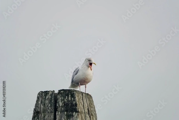 Fototapeta black headed gull
