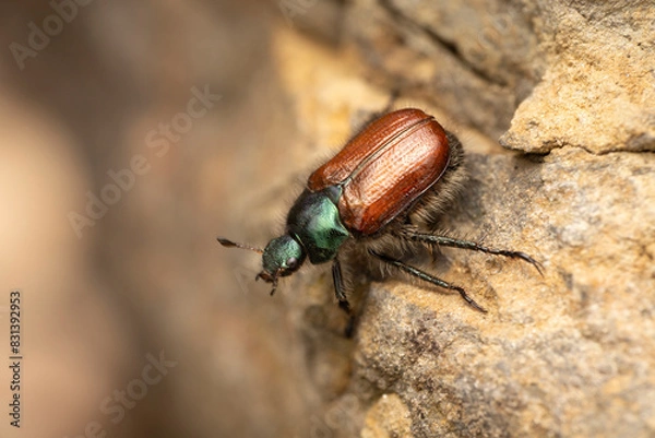 Fototapeta Gartenlaubkäfer Phyllopertha horticola makro