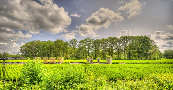 Fototapeta A tree farm / plant growing field in a rural landscape in The Netherlands.