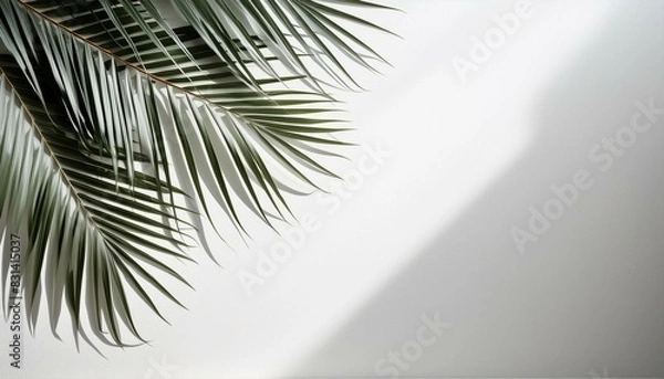 Fototapeta Palm leaf background