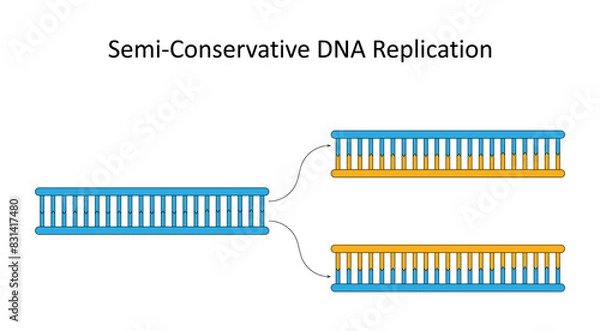 Fototapeta Semi-Conservative DNA Replication