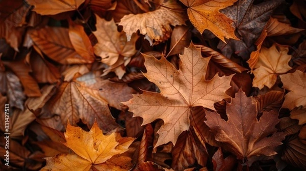 Fototapeta Leaves changing color to brown in autumn