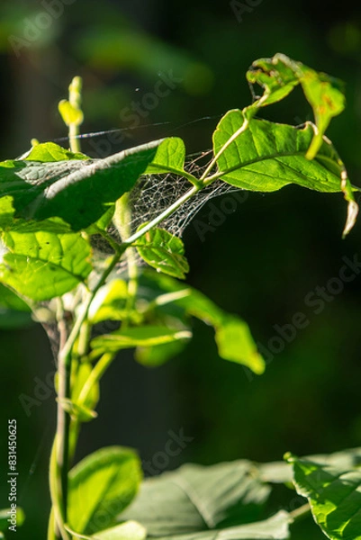 Fototapeta leaf with webs
