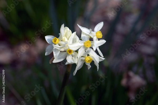 Fototapeta グランドモナーク　水仙