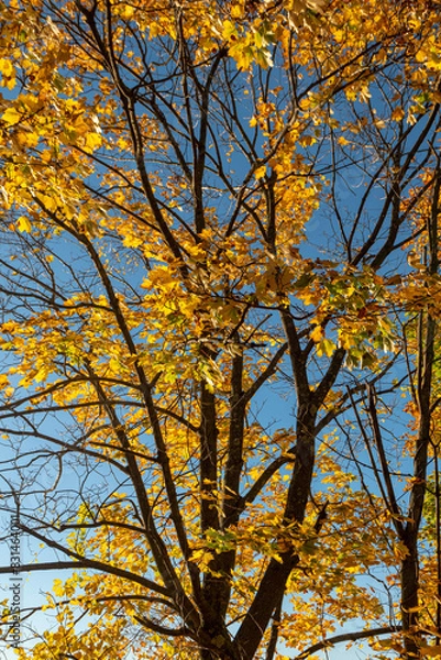 Obraz Trees in autumn 