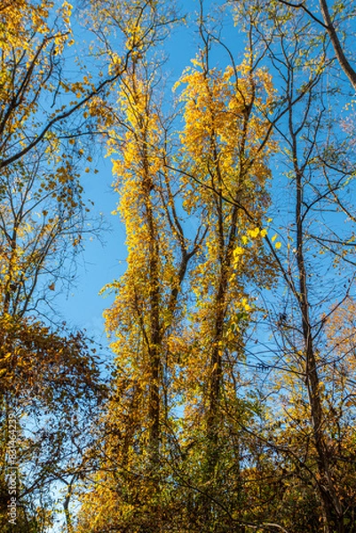Fototapeta Trees in autumn 