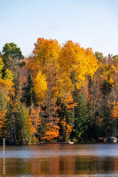 Fototapeta Trees in autumn 