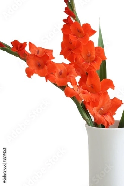Obraz Red Gladiolus on white background