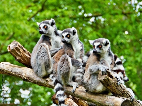 Obraz Lemuren auf Baumstamm