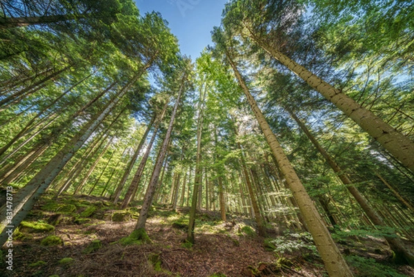 Fototapeta Observing the sunlight filtering through the trees in a lush forest