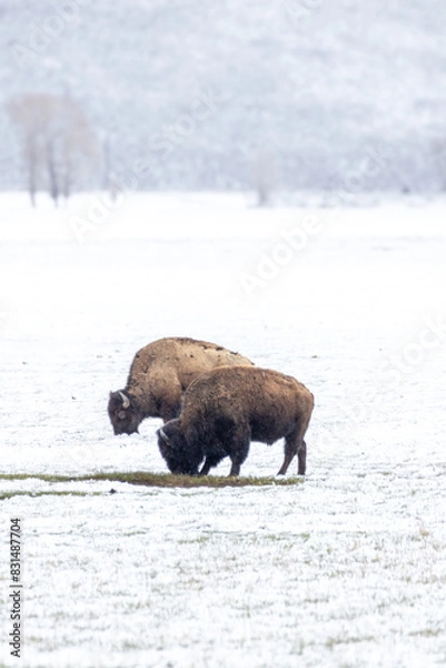 Obraz Bison in Yellowstone National Park Snow