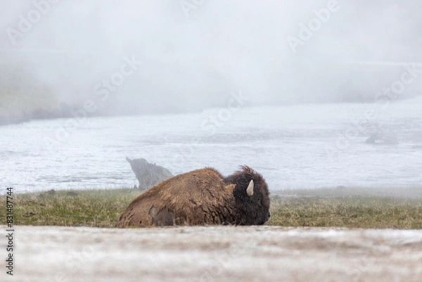 Obraz Bison in Yellowstone National Park Snow
