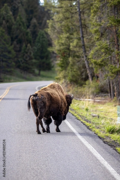 Fototapeta Bison