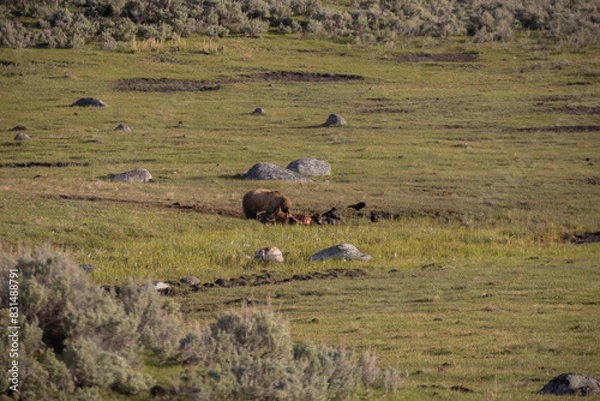 Obraz Grizzly Bear eating a Bison