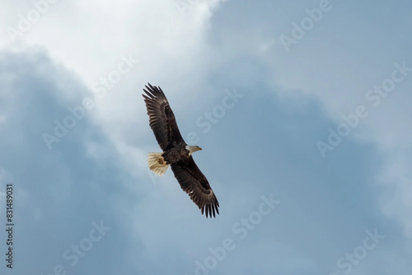Obraz Bald Eagle in Blue Sky