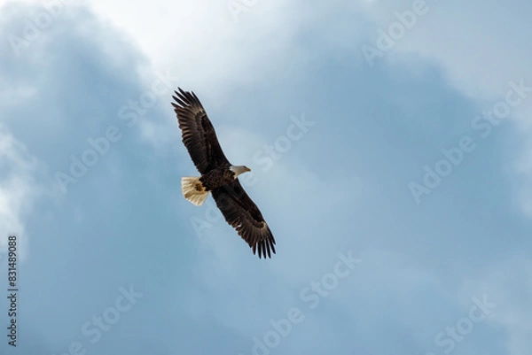 Obraz Bald Eagle in Blue Sky