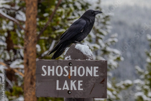 Obraz Ravens in the snow