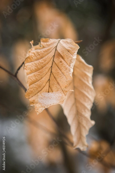 Fototapeta liść buku