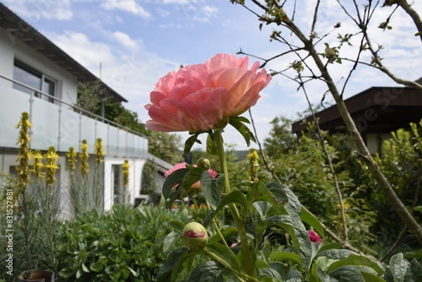 Obraz Pfingstrosenblüte