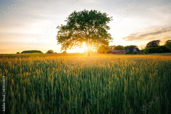 Obraz sunset in the field