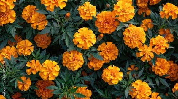 Fototapeta High quality photograph of Marigolds
