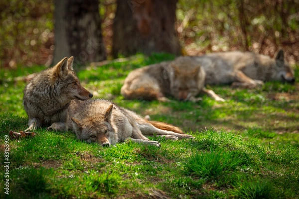 Fototapeta Pack of Coyotes Sleeping and Resting in Forest