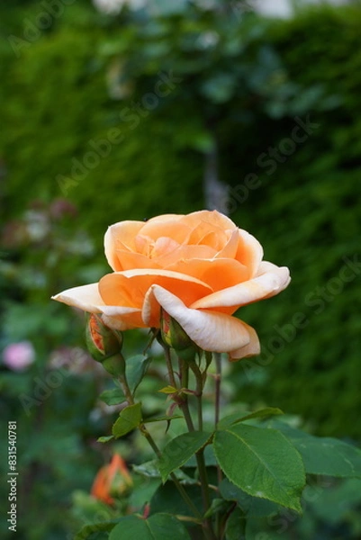 Obraz Une rose orange et son bourgeon