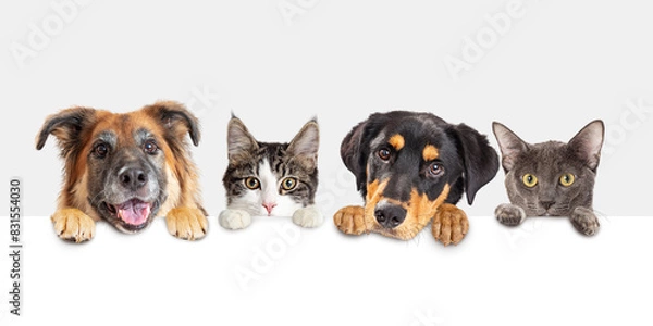 Fototapeta Row of heads of dogs and cats with paws up hanging over a blank white sign sized for website banner or social media header