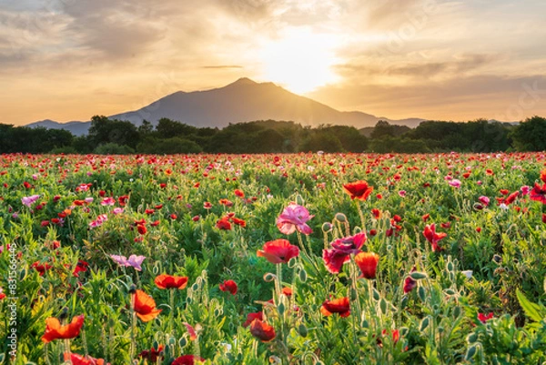 Fototapeta 小貝川ふれあい公園から満開のポピー畑と筑波山に昇る朝日