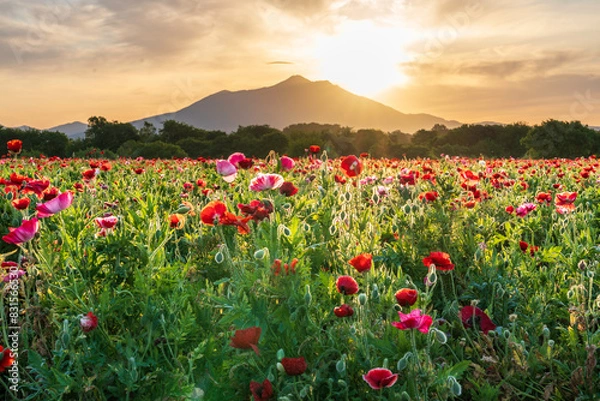 Fototapeta 小貝川ふれあい公園から満開のポピー畑と筑波山に昇る朝日